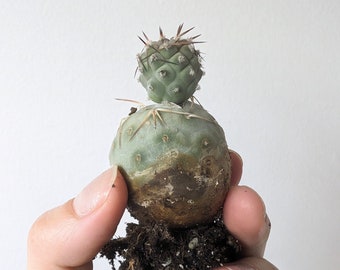 Tephrocactus Geometricus rare cactus 1,2 or 3 ball