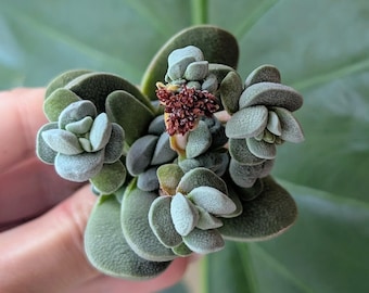 Crassula Tecta lizard skin