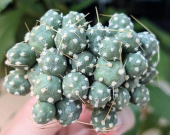 Puna sp Nova (Maihueniopsis subterranea sp nova) rare cactus