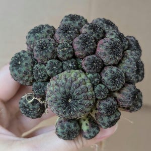 Sulcorebutia Rauschii Violacidermis rare purple cactus