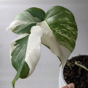 Variegated Monstera Albo Free Shipping from United States Beautiful half moons image 1