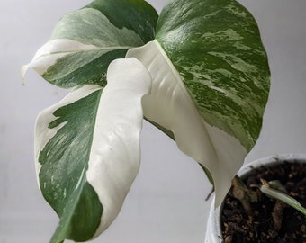 Variegated Monstera Albo Free Shipping from United States Beautiful half moons!