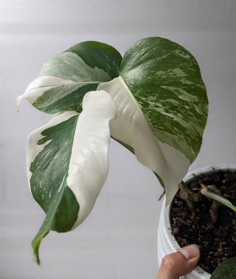 Variegated Monstera Albo Free Shipping from United States Beautiful half moons image 1