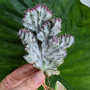 Euphorbia Lactea Variegated Crested Own Roots rare plant cv White Ghost NOT grafted!