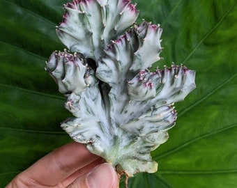 Euphorbia Lactea Variegated Crested OWN ROOTS rare plant cv White Ghost NOT grafted!