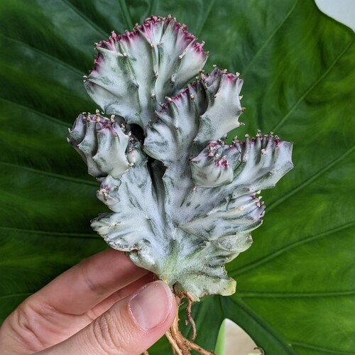 Euphorbia lactea panachée à crête PROPRES RACINES plante rare cv White Ghost NON greffée !