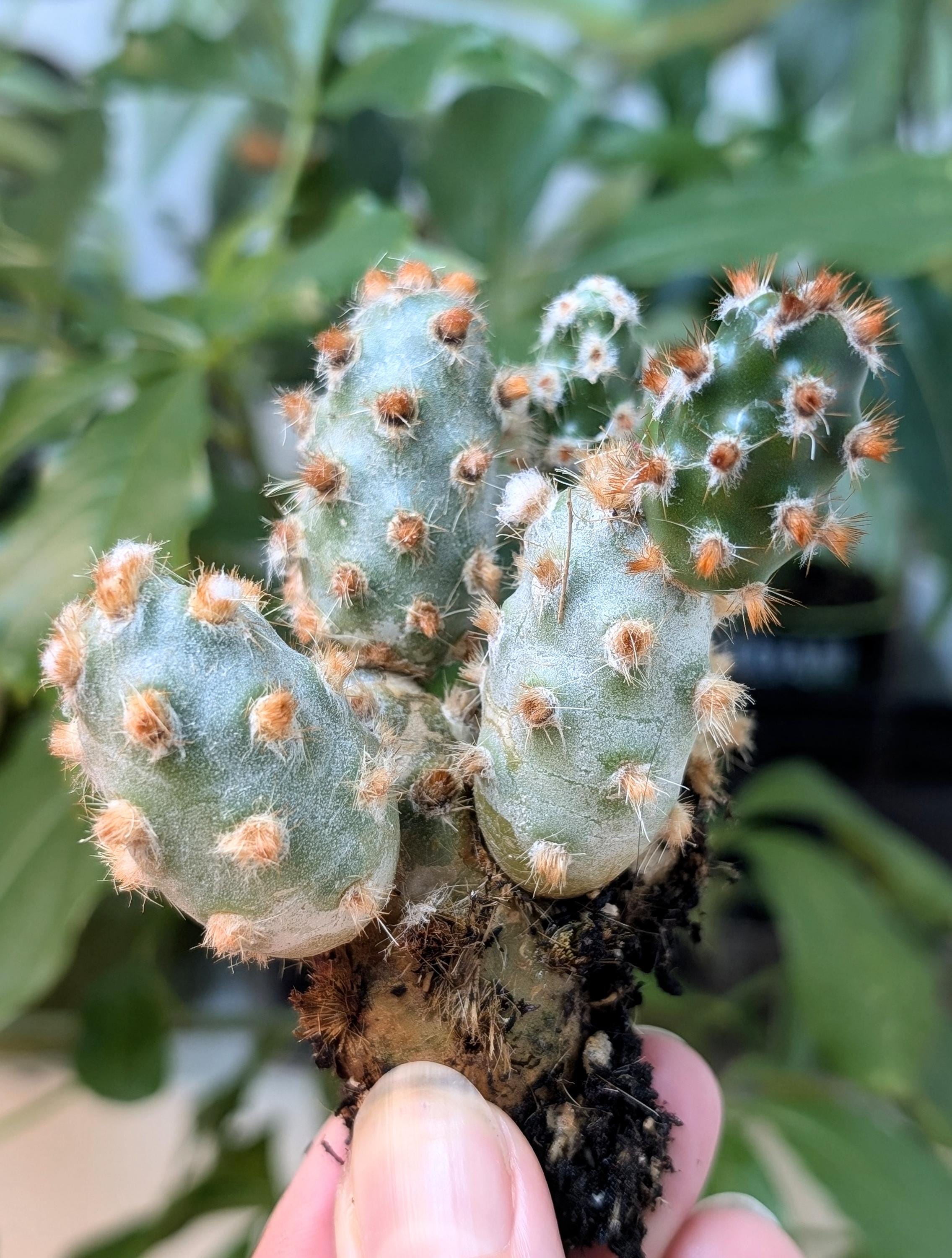 Tephrocactus Molinensis Rare Cactus Red or White Glochid - Etsy