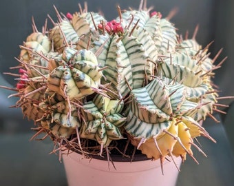 Echeveria Metallica Variegated Rare Succulent - Etsy