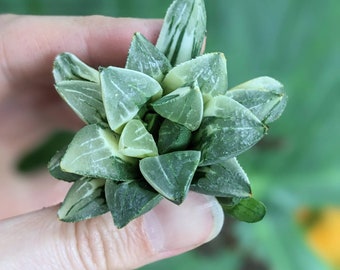 Haworthia Retusa Variegated, good roots