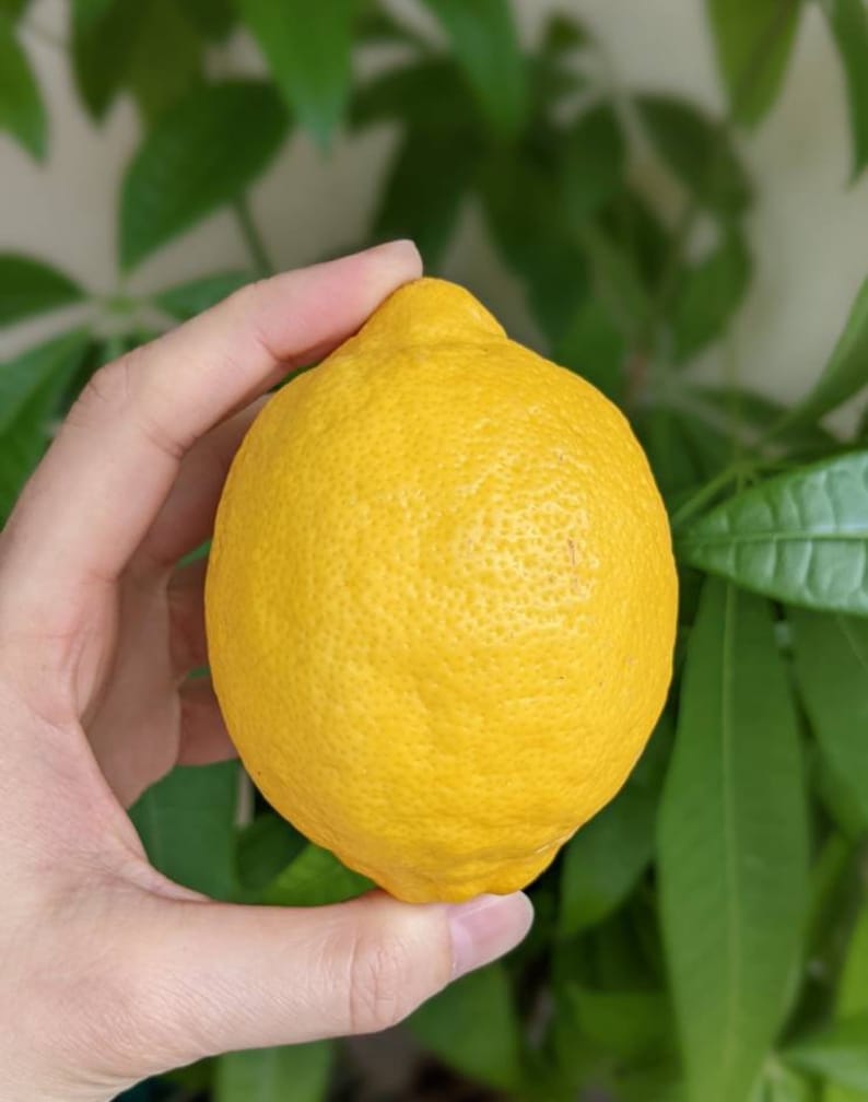 Eureka lemon, Sweet lemon, Key lime, Kaffir lime, Kumquat citrus, Yuzu tree seedling Sour Eureka lemon