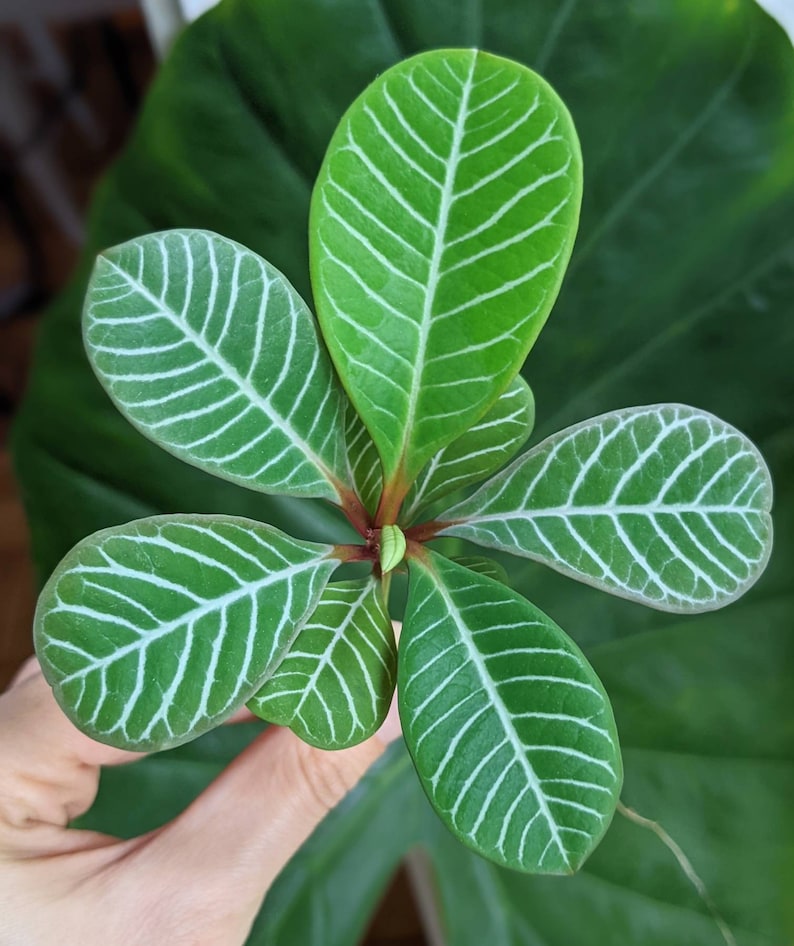 Madagascar Jewel Euphorbia Leuconeura Perennials Succulent Etsy