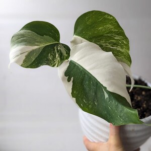 Variegated Monstera Albo Free Shipping from United States Beautiful half moons image 3