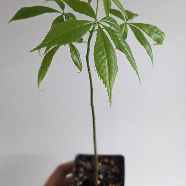 Ceiba Speciosa Tree live caudex seedling for bonsai succulent rare
