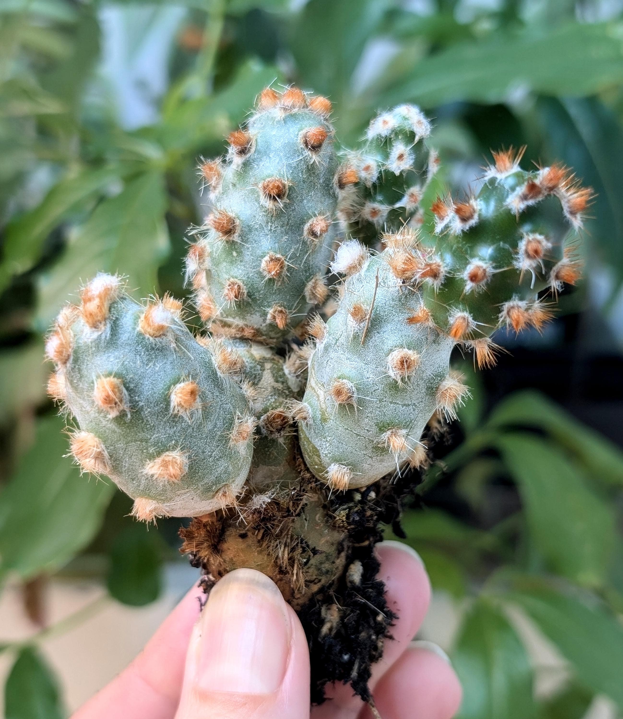Tephrocactus Molinensis Rare Cactus Red or White Glochid - Etsy