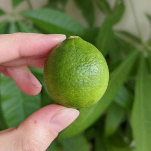 Eureka lemon, Sweet lemon, Key lime, Kaffir lime, Kumquat citrus, Yuzu tree seedling Key lime