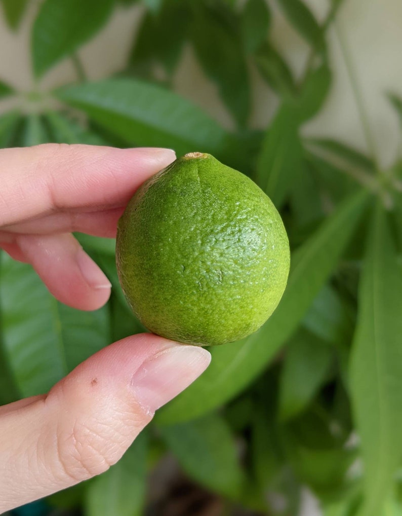 Eureka lemon, Sweet lemon, Key lime, Kaffir lime, Kumquat citrus, Yuzu tree seedling Key lime