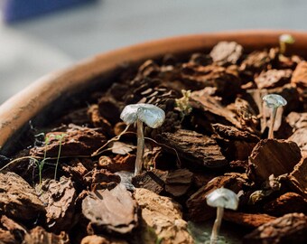 Small Fungus