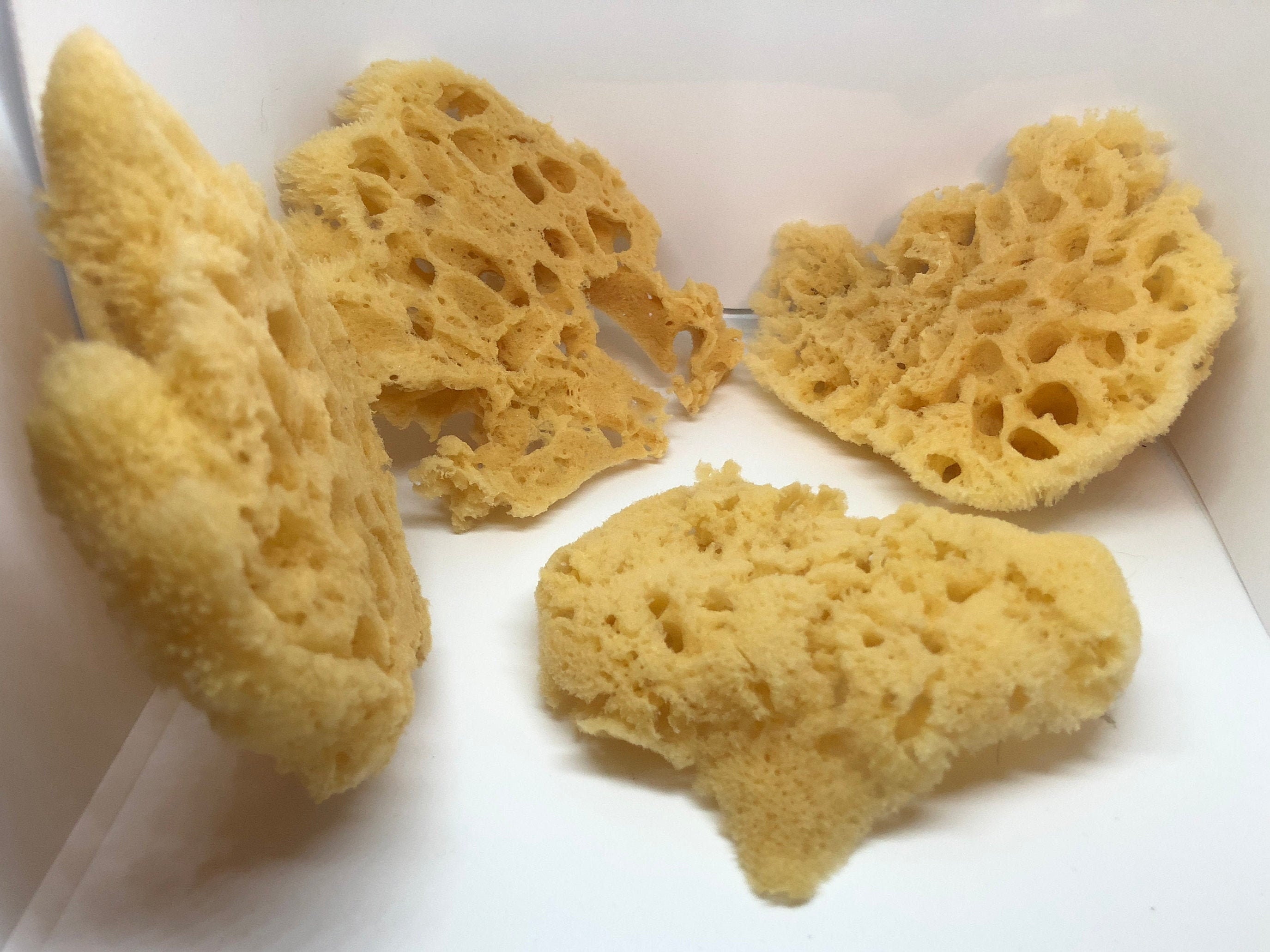 Natural sea sponges, Soap Making Sponges, Sea Sponge Slices
