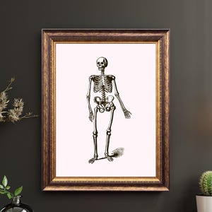 Vintage Skeleton Illustration | Antique Anatomy Print | Halloween Decor | Gothic Wall Art | Instant Download Printable Art