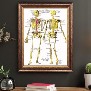 Antique Skeletal Anatomical Plates Printable | Vintage Medical Illustration | Gothic Wall Art | Skeleton Illustration | Halloween Decor