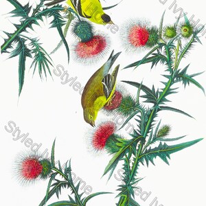Stampa vintage di cardellino americano / Download digitale di fringuello Audubon / Illustrazione di uccello antico / Stampa vintage di uccello