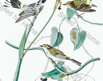 May include: A detailed botanical illustration featuring three birds perched on vines with leaves and berries. The birds have various colors, including yellow, black, and white. The image also includes a purple and yellow iris flower.