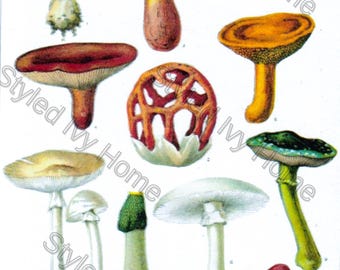Könnte beinhalten: Eine Vintage-Illustration mit verschiedenen Pilzarten. Die Pilze zeigen eine Reihe von Farben, darunter Gelb, Rot, Braun und Grün. Einige haben Kappen, während andere einzigartige Formen und Texturen aufweisen. Das Bild hat einen weißen Hintergrund.