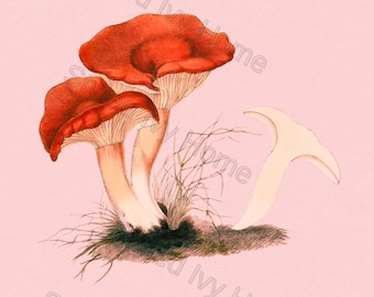 Vintage Pilz Kunstdruck | Poster Pilze | Digitaler Download Wandkunst | Antike Pilz Illustration