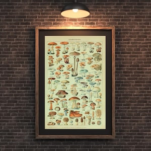 Impressão da carta do cogumelo do vintage de <br> Entrega Rápida? Arte com Cogumelos | Champignons de Adolphe Millot Pôster | Fungos Botânicos Antigos | Ilustra??o de cogumelo antigo
