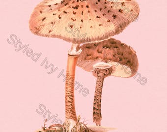 Vintage Pilz Kunstdruck | Poster Pilze | Digitaler Download Wandkunst | Antike Pilz Illustration