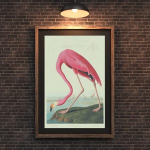 Vintage Flamingo Print | Audubon American Flamingo Digital Download | 1800s Bird Illustration | Vintage Bird Print