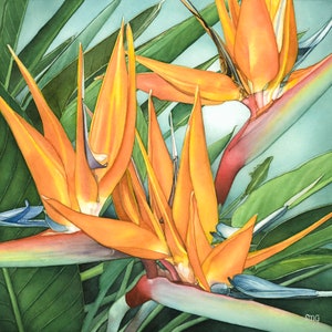 Bird of Paradise original watercolor floral painting Print Choice of sizes by Shirley Greenville