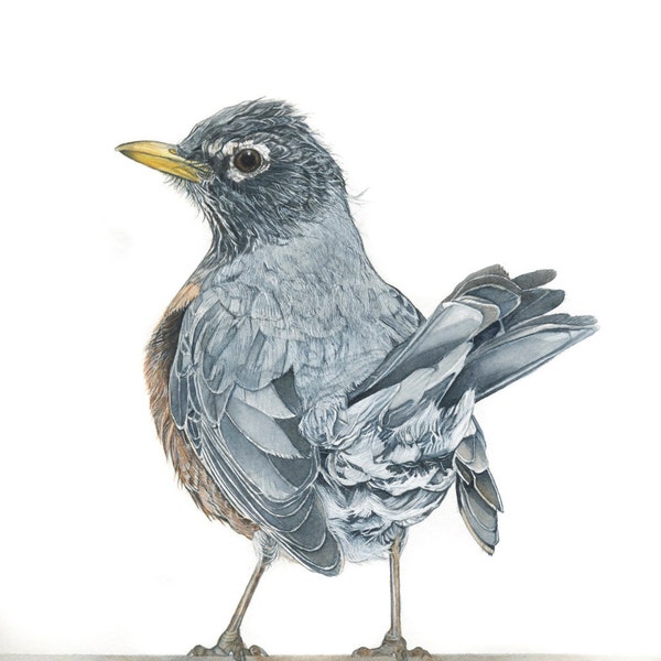 American Robin Bird Print 5x7 of watercolor painting 5" by 7" realistic bird art, Michigan State bird, Nature art print