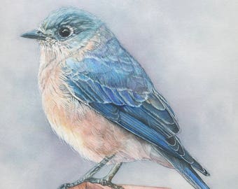 Bluebird Print 5x7 of watercolor painting 5 by 7 Realistic painting, nature print, by Shirley Greenville, gift for birder, Bluebird drawing