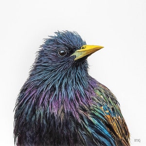 Starling bird Print 5x7 of watercolor painting 5&quot; by 7&quot;