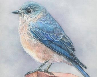 Bluebird Print 8 x 10 inches of watercolor painting 8 by 10 by Shirley Greenville, garden bird wall art, cute bird gift for her,