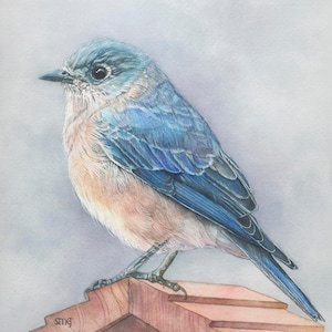 Bluebird Print 8 x 10 inches of watercolor painting 8 by 10 by Shirley Greenville, garden bird wall art, cute bird gift for her,