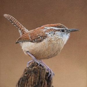 Carolina Wren Bird Print of watercolor painting by Shirley Greenville, gift for bird lover, 10 1/2 x 13 1/8 inches