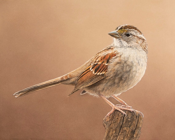 White-throated Sparrow, watercolor bird, 8 x 10 inch print, original realistic art by Shirley Greenville, gift for bird lover, bird wall art