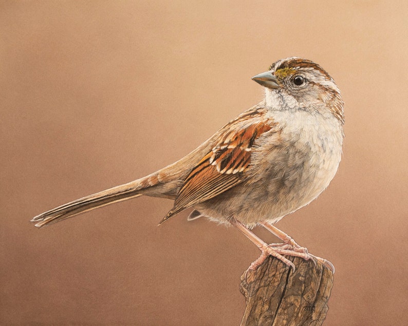 May include: A small brown and white bird with a yellow stripe above its eye perches on a weathered wooden branch against a light brown background.
