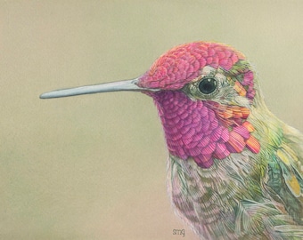 Impresión en acuarela del colibrí de Anna de 5 x 7 pulgadas por Shirley Greenville, regalo para mamá, linda decoración de pared de pájaros, regalo para observador de aves