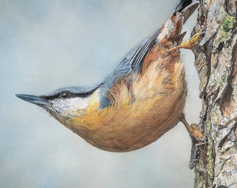 Nuthatch watercolor bird painting Print, Choice of sizes, Gift for bird lover