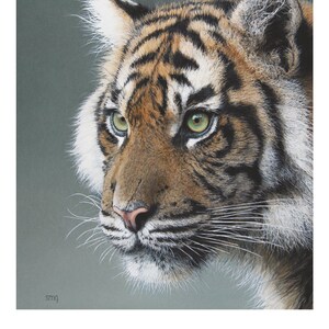 Original watercolor print of a Sumatran Tiger 11.8 x 13.5 inches, realistic wildlife wall art, by Shirley Greenville