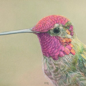 Anna&#39;s Hummingbird Print 8 x 10 inch of watercolor painting 8 by 10 by Shirley Greenville, colorful garden bird print wall art