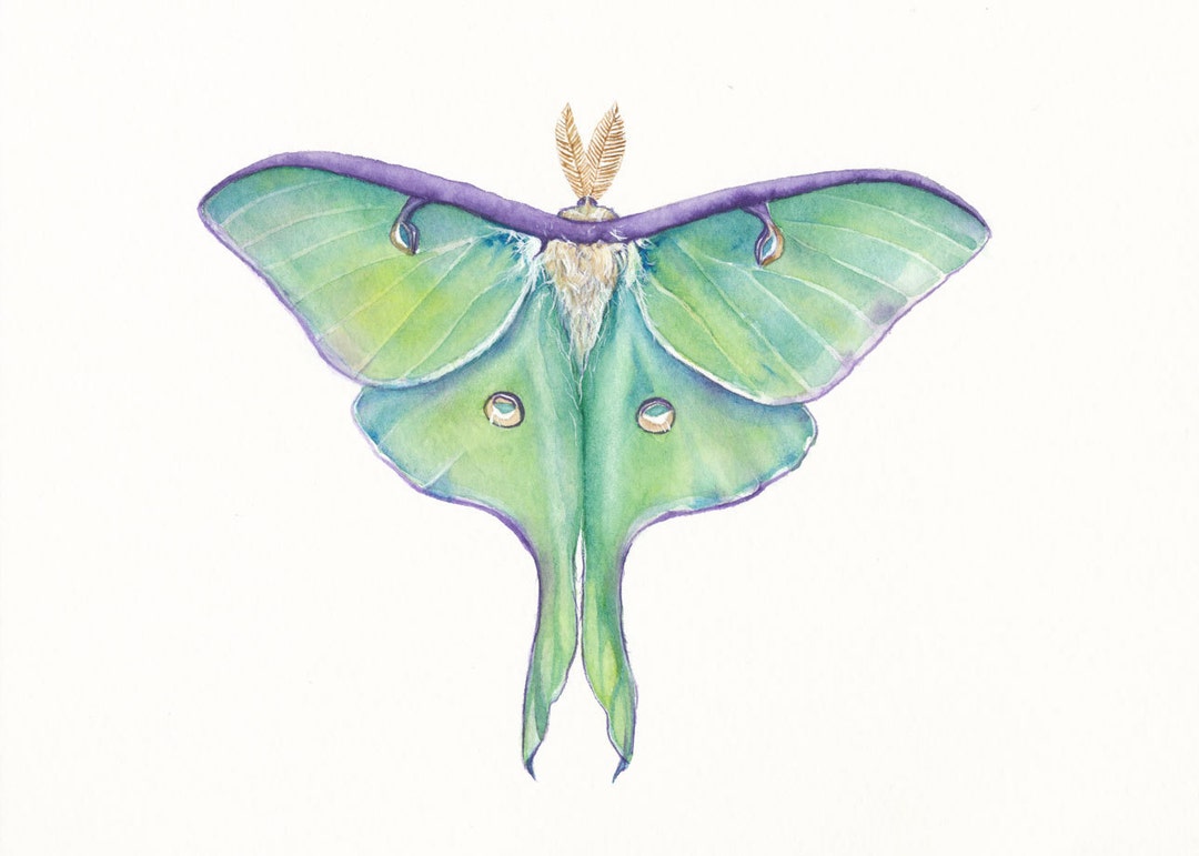 5x7 Luna Moth (actias Luna) Print of Watercolor Painting, Insect ...