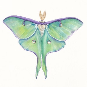 5x7 Luna Moth (Actias luna) Print of watercolor painting, Insect Illustration, nature art