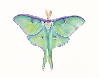 Impresión de acuarela de 5x7 de Polilla Luna (Actias luna), ilustración de insectos, arte de la naturaleza