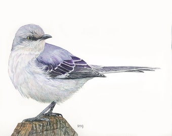 Northern Mockingbird Print 8 x 10 of watercolor painting 8" by 10" by Shirley Greenville, gift for bird lover