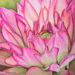 Pink Dahlia flower watercolor Print - Floral wall art - gift for her by Shirley Greenville
