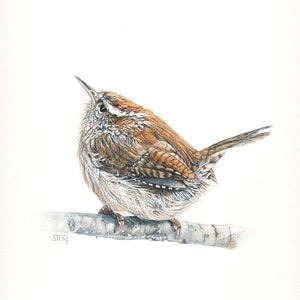 Carolina Wren Print 5x7 of watercolor painting 5 by 7, bird watercolor, Wren wall art, Wildlife Illustration,Nursery Art,Nature Art Print